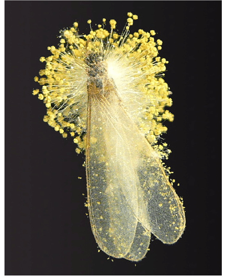 H&igrave;nh ảnh nấm Aspegillus fumigatus k&yacute; sinh tr&ecirc;n mối (Ảnh internet)