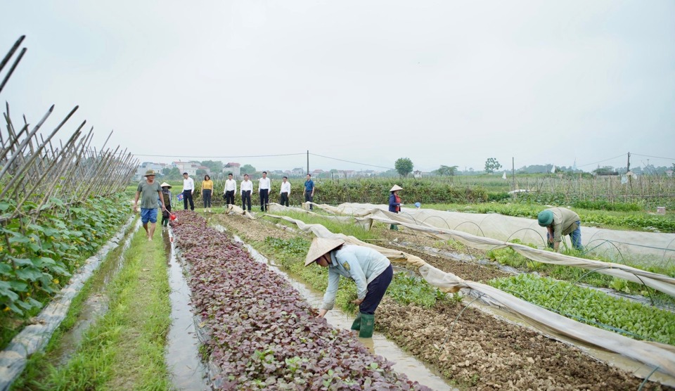 Mô hình canh tác rau hữu cơ của Hợp tác xã Dịch vụ nông nghiệp và kinh doanh tổng hợp Trung Giã (huyện Sóc Sơn). Ảnh: Lâm Nguyễn