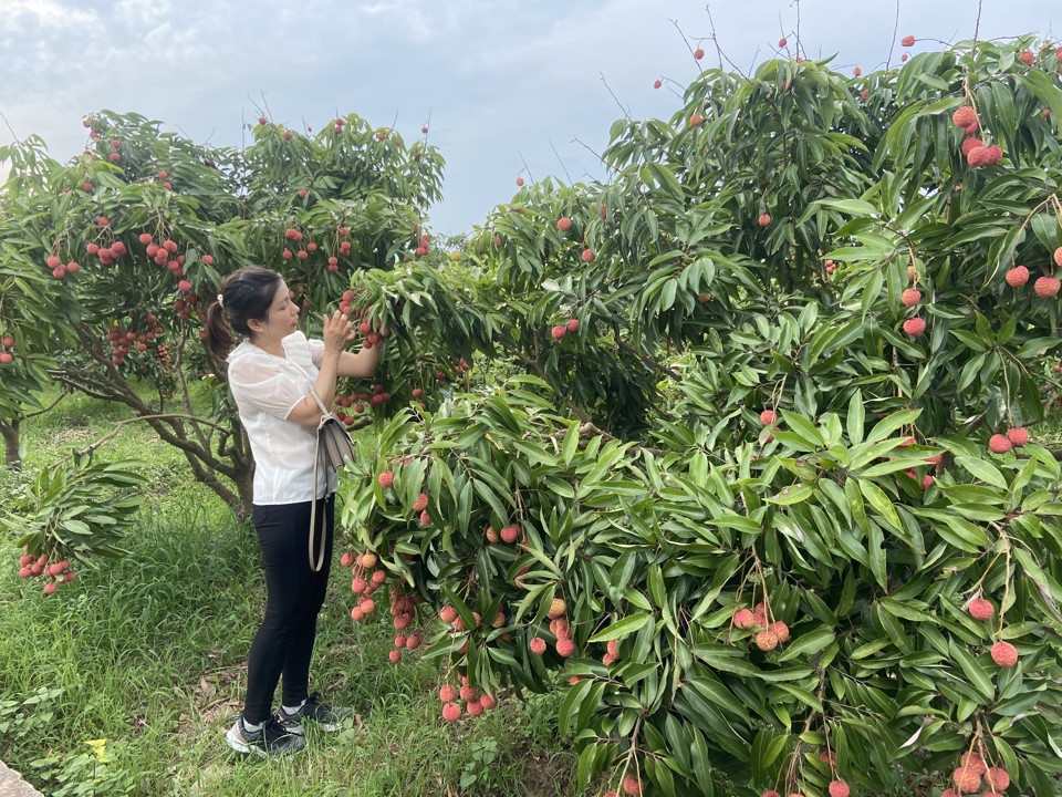 Du khách trải nghiệm thực tế vườn vải tại Lục Ngạn, Bắc Giang. Ảnh: Lê Nam