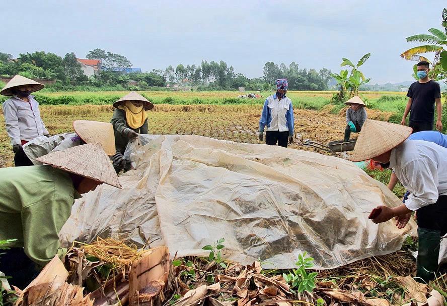 Mô hình ủ rơm rạ thành phân hữu cơ đang được đẩy mạnh tại huyện Sóc Sơn.