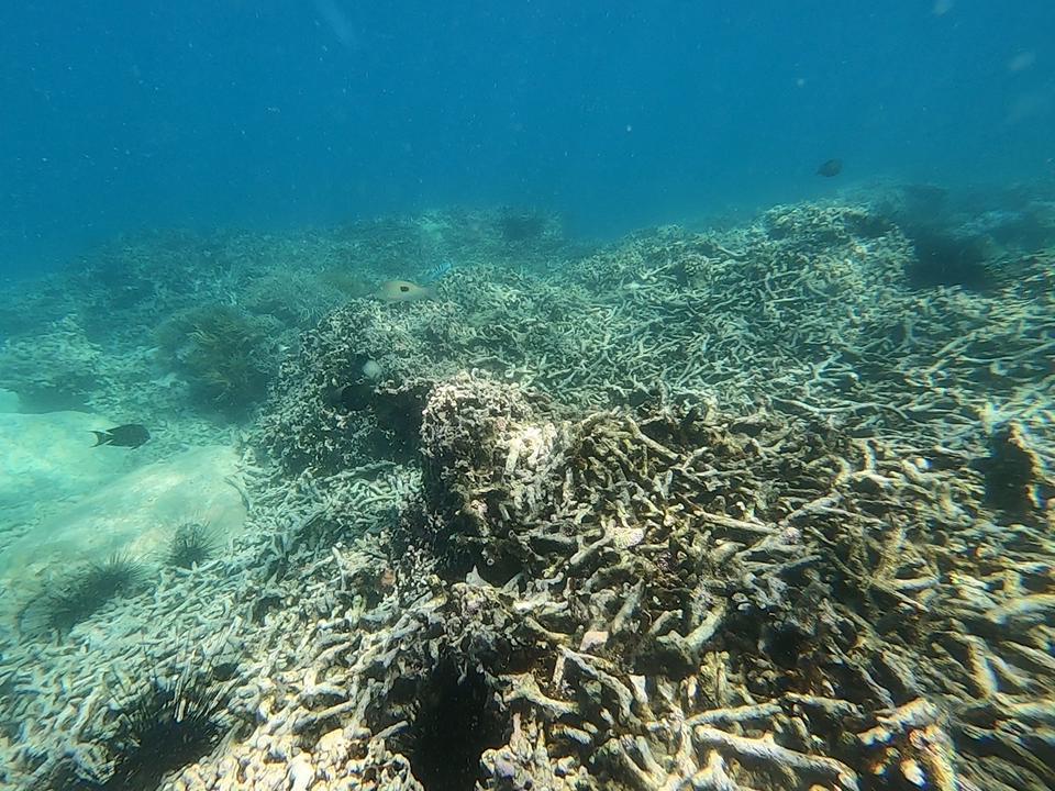Ban Quản lý Vịnh Nha Trang cho biết, theo kết quả khảo sát vào ngày 12 và 15/6, không chỉ san hô quanh khu vực Hòn Mun mà ở các đảo khác trong vịnh Nha Trang đều bị hư hại, suy giảm 70 - 80% so với kết quả khảo sát từ năm 2015. Ảnh: Trung Vũ