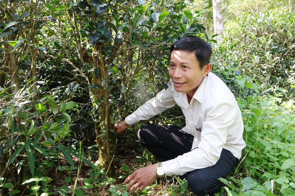 &Ocirc;ng Trần Văn Thống đang sở hữu gần 1ha trồng ch&egrave; xanh.