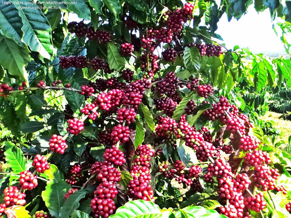 Gi&aacute; c&agrave; ph&ecirc; h&ocirc;m nay 22/6: Đồng loạt tăng, Robusta vượt 2.100 USD/tấn &nbsp;