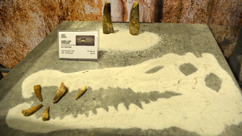 H&oacute;a thạch răng của khủng long Spinosaur c&oacute; ni&ecirc;n đại 100-94 triệu năm (t&igrave;m thấy tại Ma-rốc).