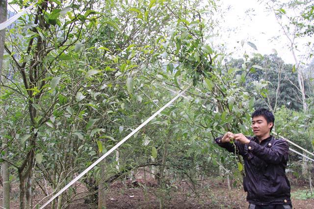 Mô hình trồng rau sắng gắn với bảo vệ rừng cho hiệu quả kinh tế cao tại xã Hương Sơn, huyện Mỹ Đức. Ảnh: Ngọc Ánh