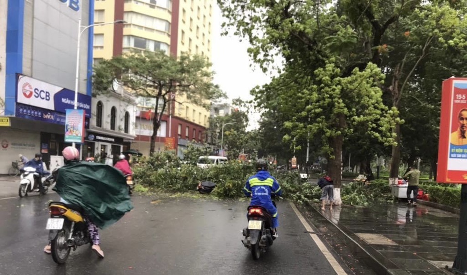 Một người đi xe m&aacute;y bị c&acirc;y đổ đ&egrave; v&agrave;o tại phố Trần Ph&uacute;. Ảnh CTV