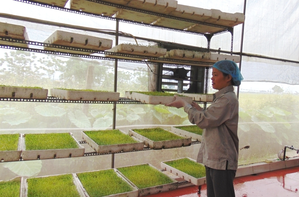 Hợp tác xã Sản xuất và dịch vụ nông nghiệp Thanh Hà là một trong những đơn vị tiên phong phát triển sản phẩm rau mầm đạt chuẩn OCOP tại huyện Thường Tín. Ảnh: Lâm Nguyễn
