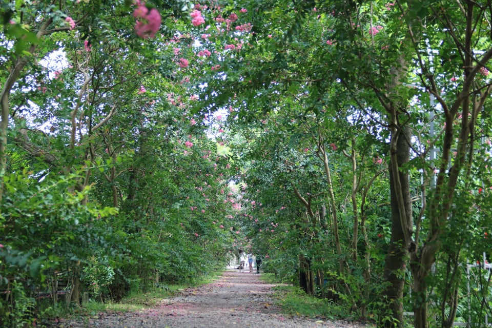 Con đường hoa tường vi đặc biệt d&agrave;i hơn 200m, nằm trong khu&ocirc;n vi&ecirc;n của C&ocirc;ng vi&ecirc;n thực vật cảnh Việt Nam.