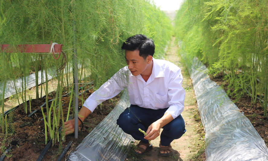 Mô hình trồng măng tây xanh mang lại hiệu quả kinh tế cao  Đài Phát Thanh  và Truyền Hình Thái Bình