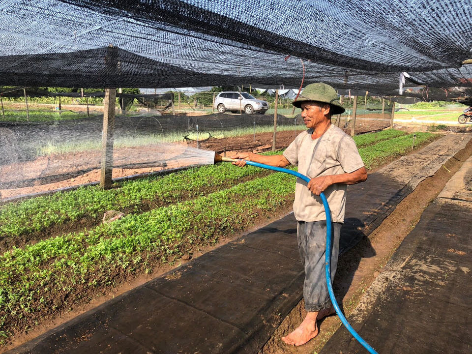 Chăm sóc rau an toàn tại xã Tân Minh, huyện Thường Tín. Ảnh: Ánh Ngọc