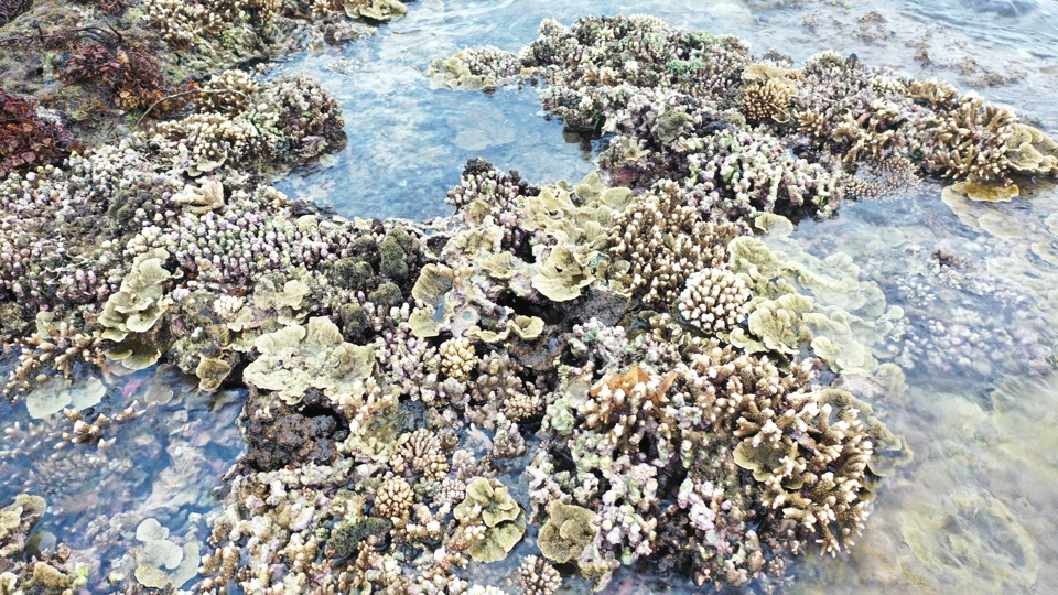 Một khu vực san hô còn nguyên vẹn ở Gành Yến.