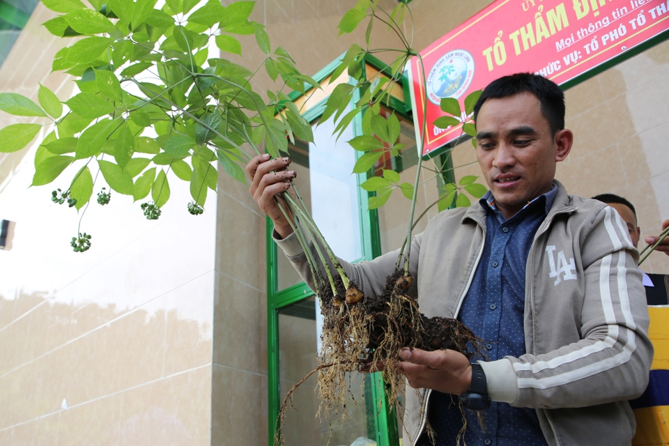 &Ocirc;ng Đinh Hồng Thắng v&agrave; c&acirc;y s&acirc;m Ngọc Linh 20 năm tuổi.