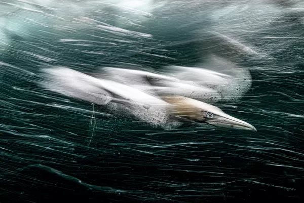 Bức ảnh Gannet Storm (Cơn b&atilde;o Gannet) được chụp bởi nhiếp ảnh gia người Anh Henley Spiers, người chiến thắng giải Grand Prix của cuộc thi HIPA năm 2022.