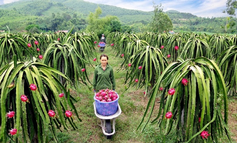 Hệ thống th&ocirc;ng tin v&ugrave;ng trồng tr&aacute;i thanh long sẽ được c&ocirc;ng bố v&agrave;o th&aacute;ng 8/2022. Ảnh minh họa.