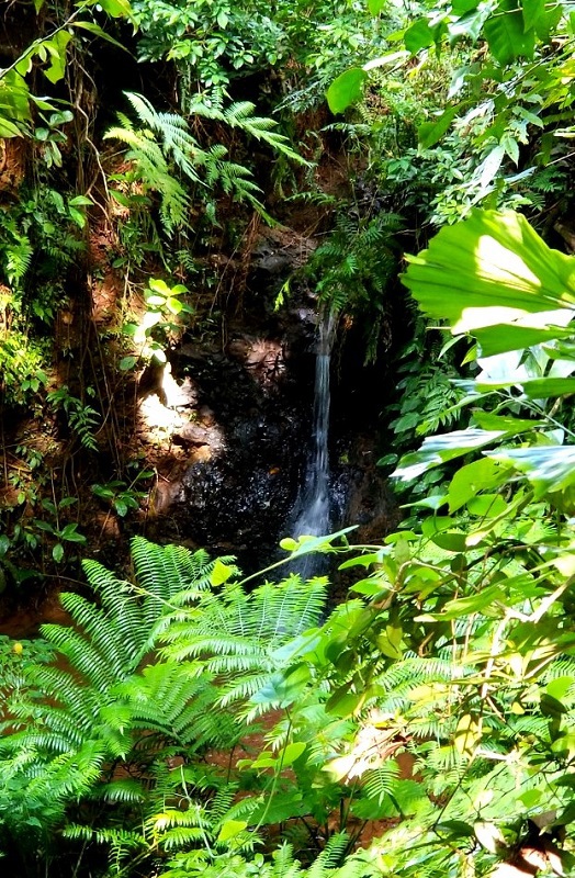 Cánh rừng còn lưu giữ và cung cấp một lượng lớn nước, điều hòa khí hậu cho những khu vực lân cận.