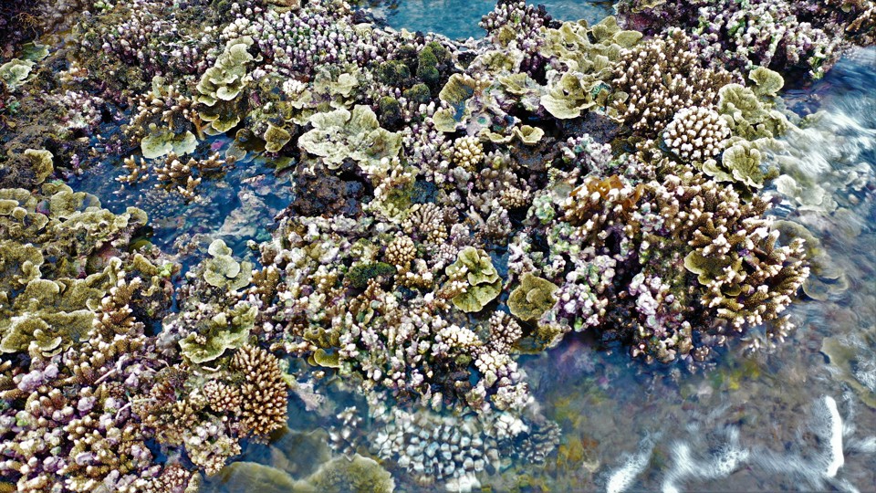 Bãi san hô ở Gành Yến được du khách rất ưa thích, thường tìm đến chiêm ngưỡng, khám phá.