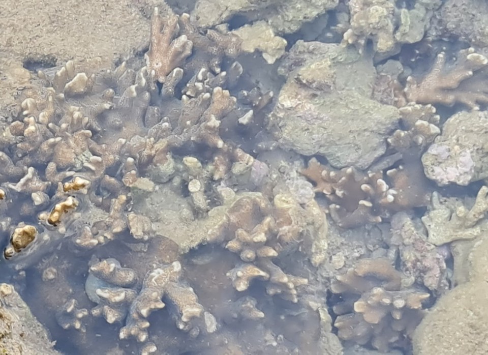 Một cụm san hô bị gãy nát.