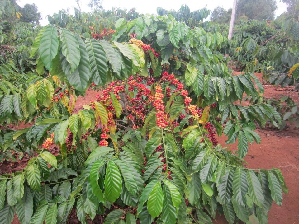 Gi&aacute; c&agrave; ph&ecirc; h&ocirc;m nay 10/8: Robusta tăng chạm mốc 2.100 USD/tấn, trong nước gần 46.000 đồng/kg &nbsp;