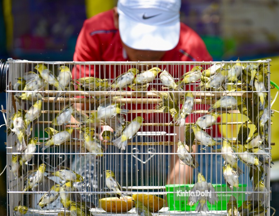 Hà Nội: Khu phố đặc biệt "đắt hàng" nhờ bán chim phóng sinh Rằm tháng 7 - Ảnh 3