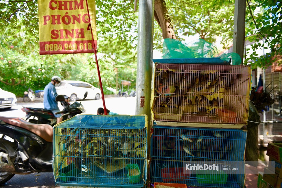 Hà Nội: Khu phố đặc biệt "đắt hàng" nhờ bán chim phóng sinh Rằm tháng 7 - Ảnh 4