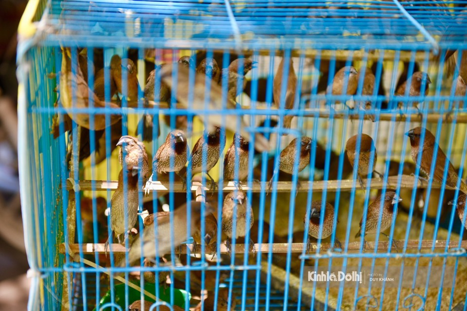 Hà Nội: Khu phố đặc biệt "đắt hàng" nhờ bán chim phóng sinh Rằm tháng 7 - Ảnh 2
