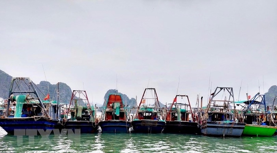 T&agrave;u thuyền neo đậu ven biển tỉnh Quảng Ninh. Ảnh: TTXVN.