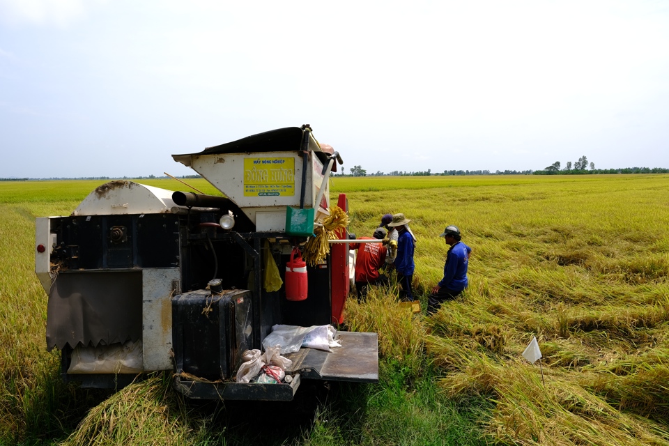 Thu hoạch lúa tại tỉnh An Giang. Ảnh: Phạm Hùng