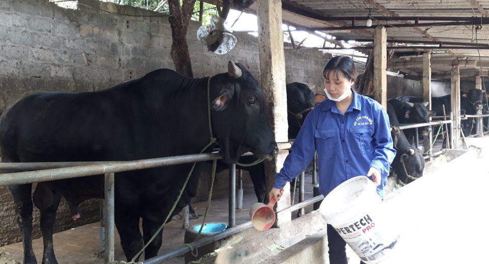 Chăn nuôi bò thịt giống Wagyu tại xã Tòng Bạt, huyện Ba Vì. Ảnh: Ngọc Ánh
