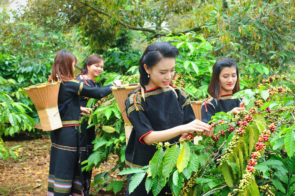 Gi&aacute; c&agrave; ph&ecirc; h&ocirc;m nay 16/8: Robusta tăng tiếp, c&agrave; ph&ecirc; trong nước cao nhất 6 năm qua &nbsp;