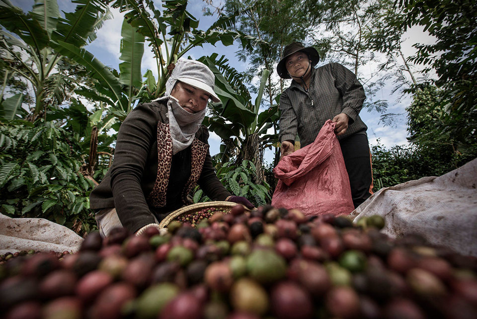 Gi&aacute; c&agrave; ph&ecirc; h&ocirc;m nay 17/8: Robusta điều chỉnh sau qu&atilde;ng thời gian tăng n&oacute;ng &nbsp;