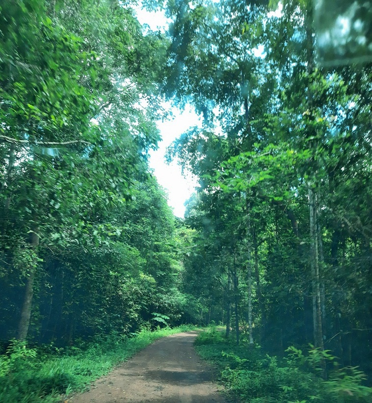 Khám phá rừng Mã Đà - lá phổi xanh của miền Đông Nam Bộ - Ảnh 1