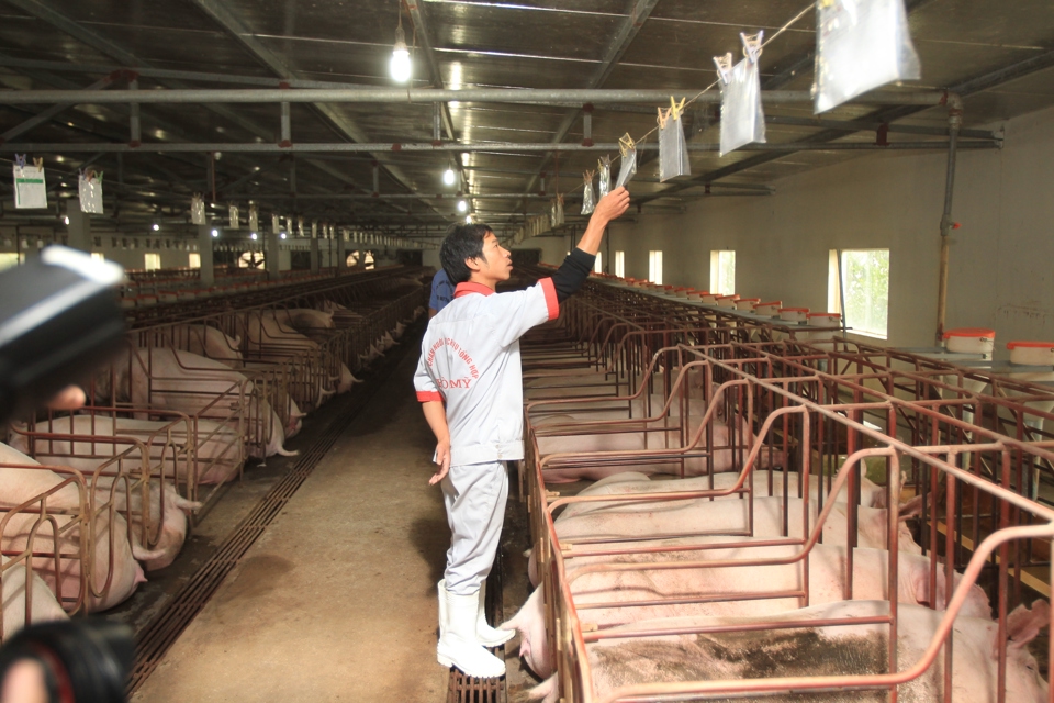 Chăn nuôi lợn trên địa bàn xã Vạn Thái, huyện Ứng Hòa. Ảnh: Phạm Hùng
