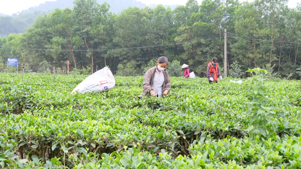 Chăm s&oacute;c, thu hoạch ch&egrave; xanh tại huyện S&oacute;c Sơn, TP H&agrave; Nội. Ảnh: L&acirc;m Nguyễn