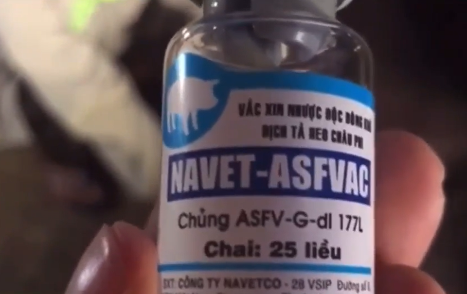 Vaccine NAVET-ASFVAC được ti&ecirc;m cho đ&agrave;n lợn ở một số địa phương của tỉnh Quảng Ng&atilde;i.