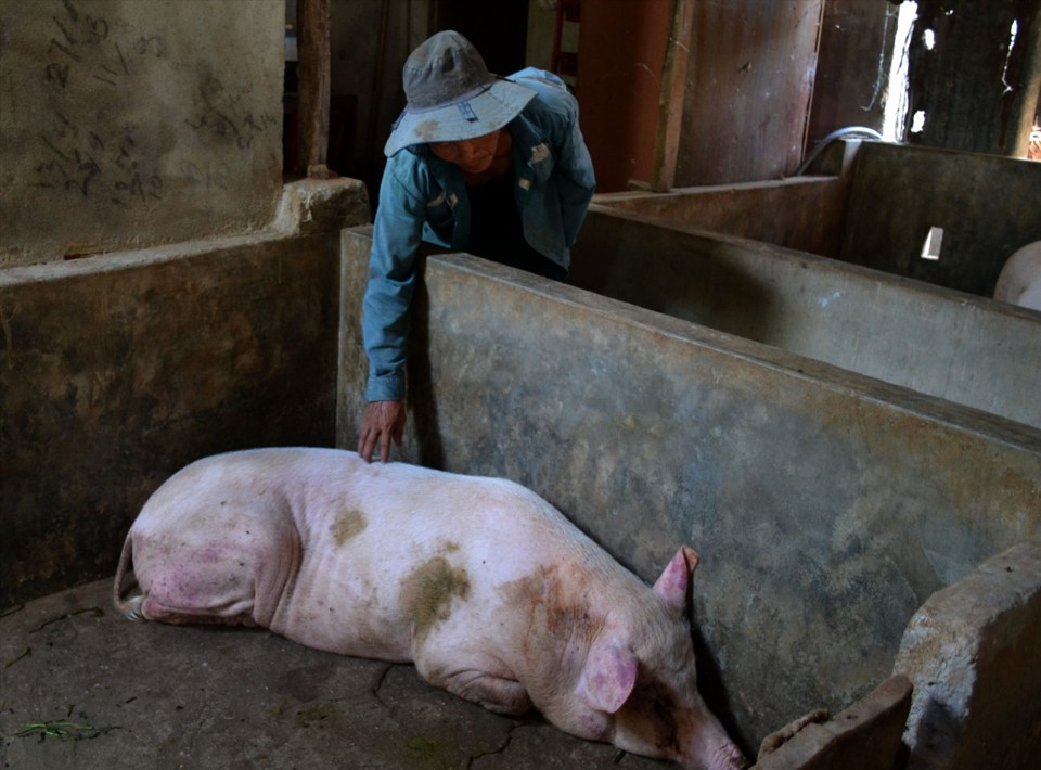 Đối với lợn chết do ti&ecirc;m vaccine, mức hỗ trợ của C&ocirc;ng ty Navetco l&agrave; 1 - 2 triệu đồng.