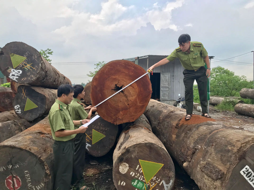 Lực lượng Kiểm l&acirc;m H&agrave; Nội kiểm tra nguồn gốc l&acirc;m sản tại một cơ sở kinh doanh tr&ecirc;n địa b&agrave;n huyện Thường T&iacute;n. Ảnh: &Aacute;nh Ngọc