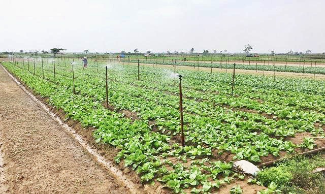 Mô hình tưới tiên tiến, tiết kiệm nước được áp dụng trên cánh đồng xã Tráng Việt (huyện Mê Linh). Ảnh: Lâm Nguyễn