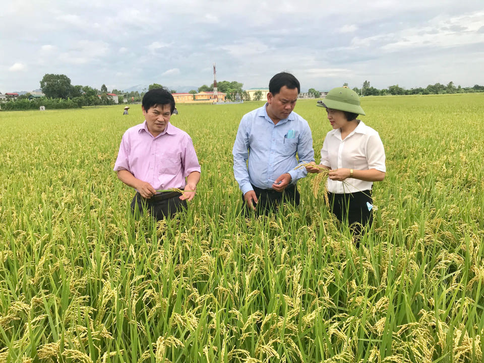 Vùng lúa hàng hóa thuộc chuỗi liên kết gạo chất lượng Khu Cháy (huyện Ứng Hòa).