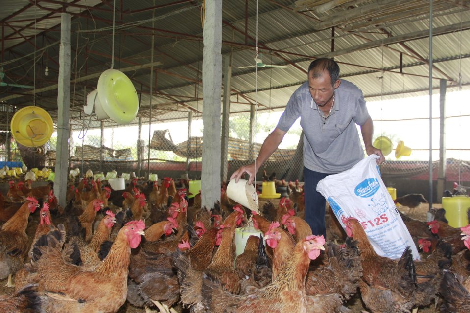 Mô hình chăn nuôi gà tại xã CấnHữu, huyện Quốc Oai. Ảnh: ÁnhNgọc