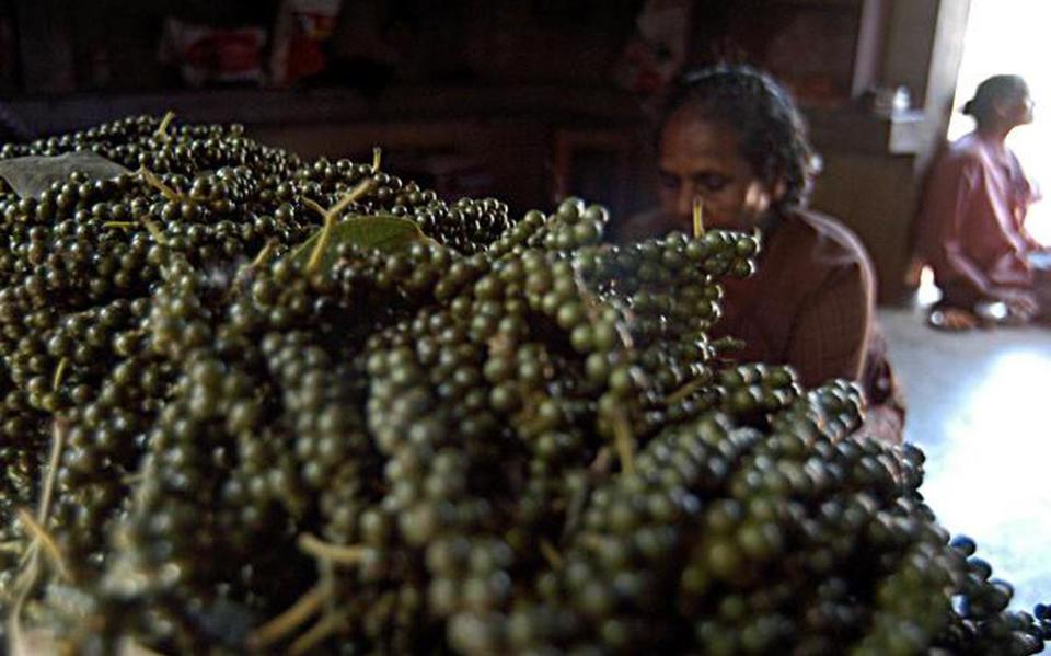 Gi&aacute; ti&ecirc;u h&ocirc;m nay 10/9: Tr&aacute;i chiều, Indonesia tăng trong khi duy nhất Việt Nam giảm