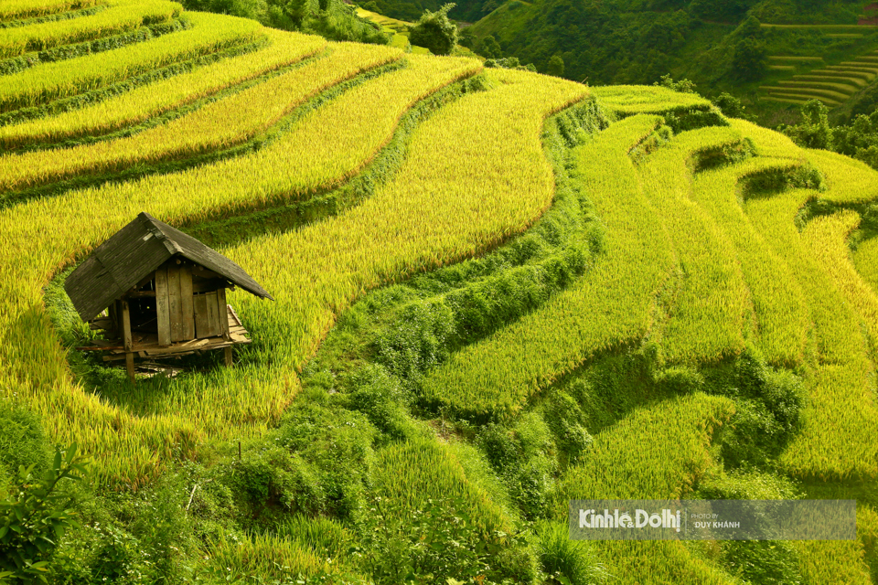 Khi những &aacute;nh nắng m&ugrave;a Thu nh&egrave; nhẹ bao phủ l&ecirc;n đất trời cũng l&agrave; l&uacute;c M&ugrave; Cang Chải bước v&agrave;o m&ugrave;a l&uacute;a ch&iacute;n.