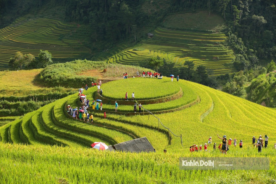 Nhiều du kh&aacute;ch tới đ&acirc;y để trải nghiệm du lịch cũng như chụp ảnh lưu giữ khoảnh khoắc m&ugrave;a l&uacute;a ch&iacute;n tại M&ugrave; Cang Chải.