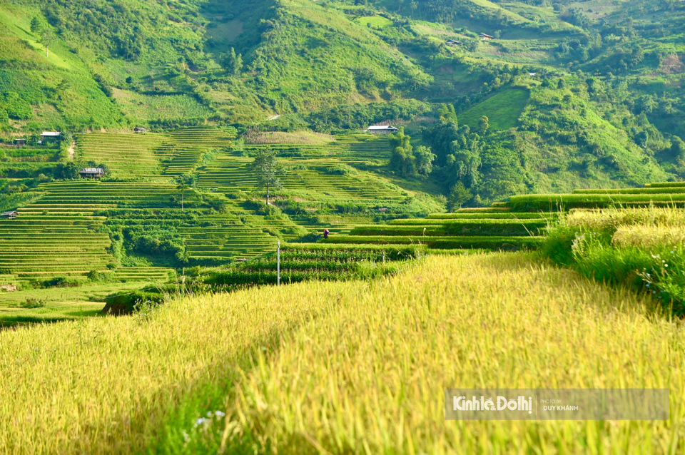 Sắc v&agrave;ng &oacute;ng bắt đầu bao phủ khắp đất trời, chảy tr&agrave;n qua c&aacute;c thửa ruộng bậc thang.