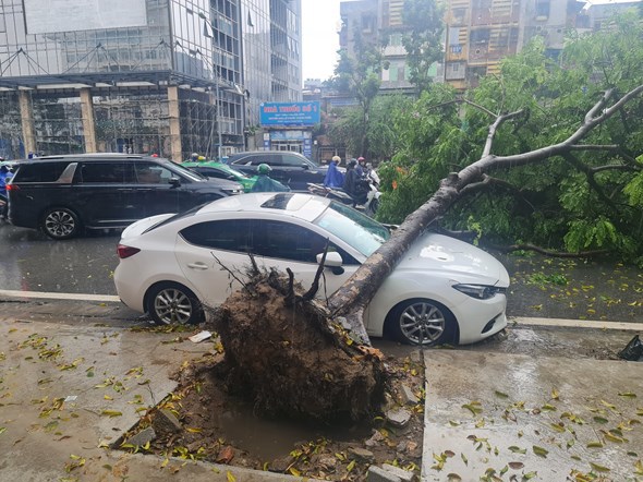 Cây đổ ngang đường đè trúng ô tô trên phố Láng Hạ - Ảnh 1