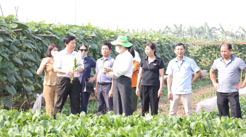 Các đại biểu tham dự tọa đàm tham quan thực tế vùng chuyên canh rau an toàn tại xã Văn Đức, huyện Gia Lâm. Ảnh: Ánh Ngọc