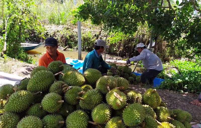 To&agrave;n tỉnh&nbsp;L&acirc;m Đồng c&oacute; hơn 14.430ha trồng sầu ri&ecirc;ng.