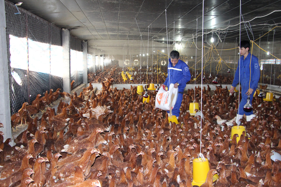 Nuôi gà ở một trang trại tại huyện Đông Anh. Ảnh: Mạnh Dũng