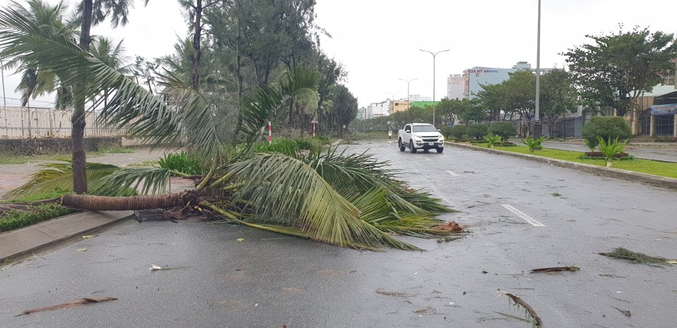 Đà Nẵng sau bão đổ bộ: Chưa có thiệt hại về người, cây đổ ngổn ngang - Ảnh 6