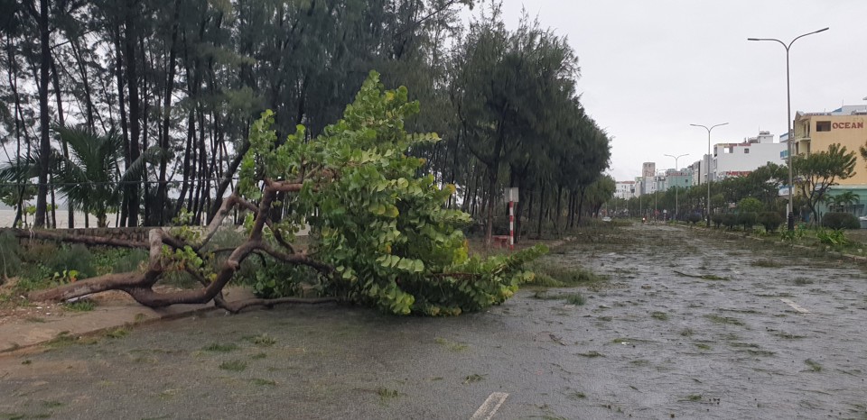 Đà Nẵng sau bão đổ bộ: Chưa có thiệt hại về người, cây đổ ngổn ngang - Ảnh 2