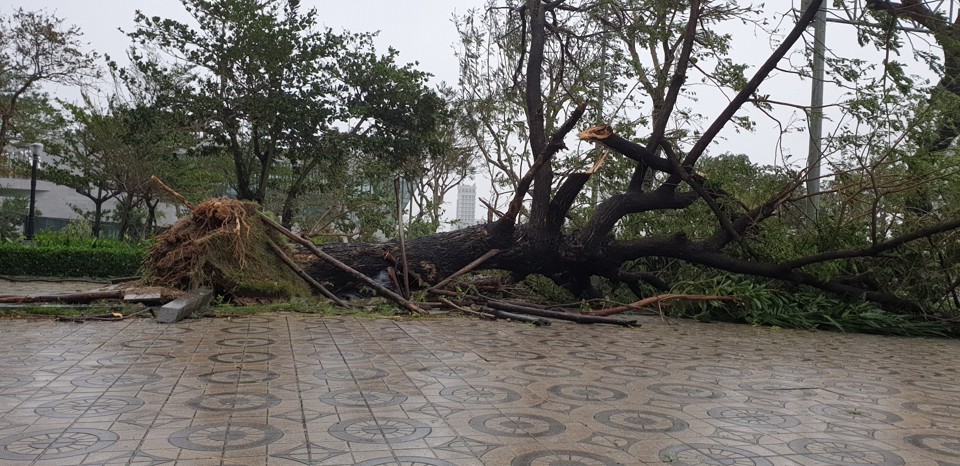 Đà Nẵng sau bão đổ bộ: Chưa có thiệt hại về người, cây đổ ngổn ngang - Ảnh 9